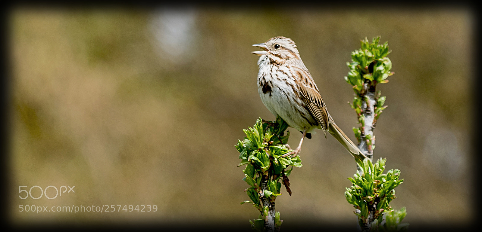 Nikon D3300 sample photo. Springtime singing song sparrow photography