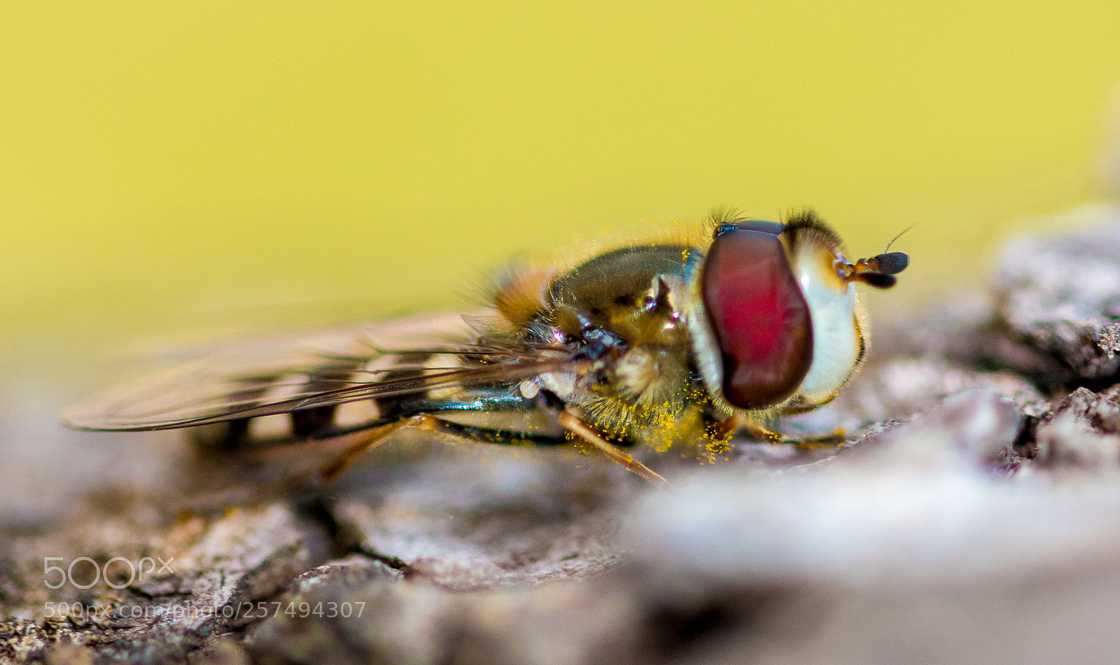 Canon EOS 70D sample photo. Natureza photography