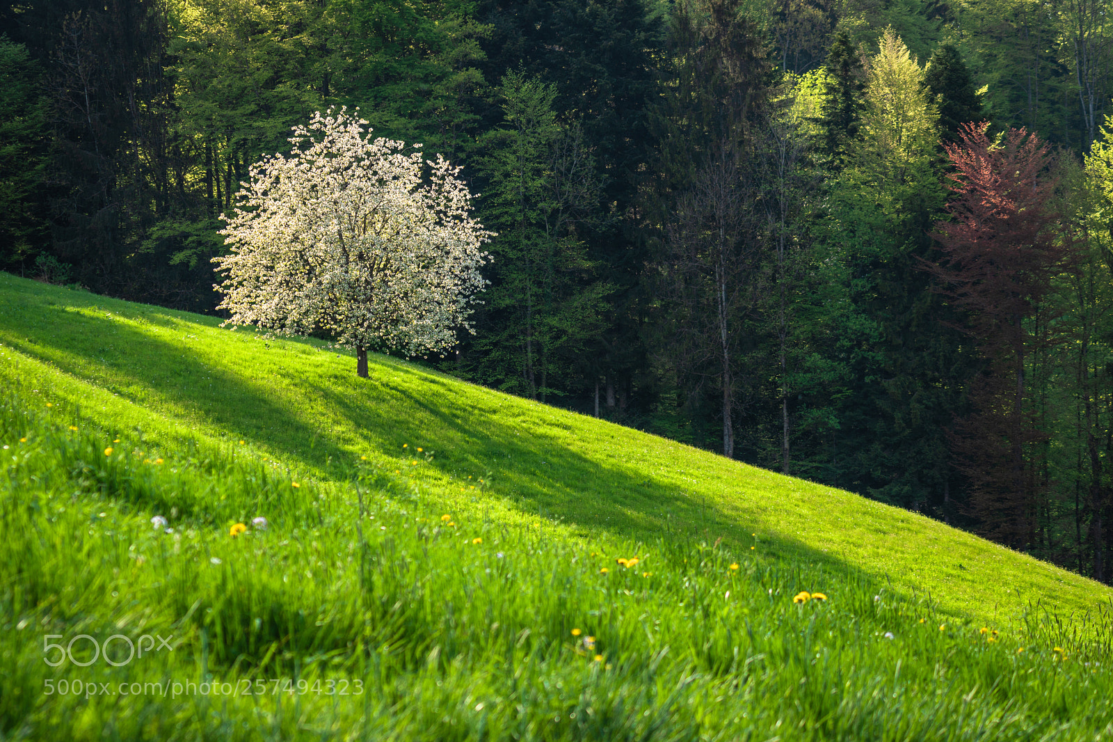 Sony a6500 sample photo. Der baum vor lauter photography