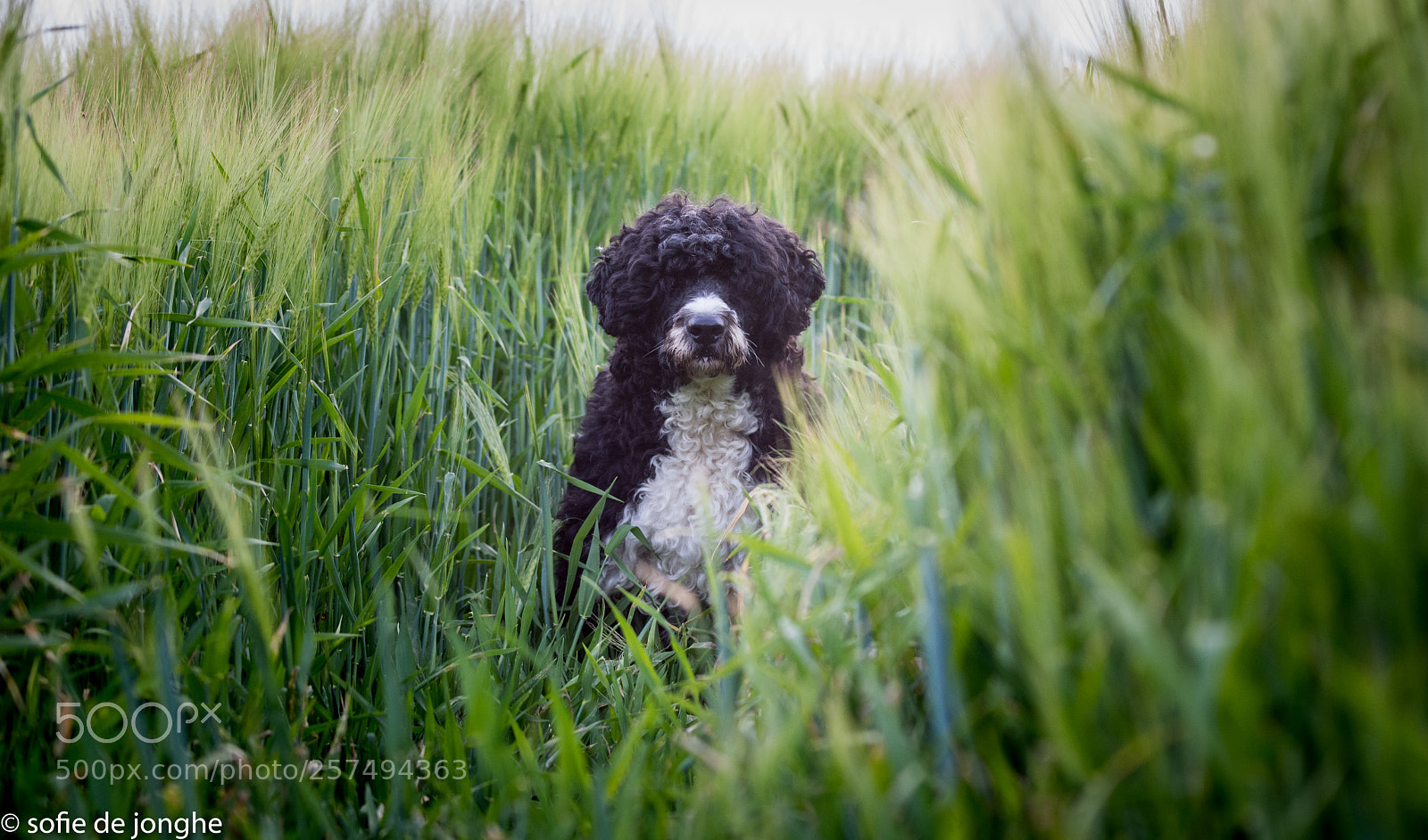 Nikon D7200 sample photo. Looking photography