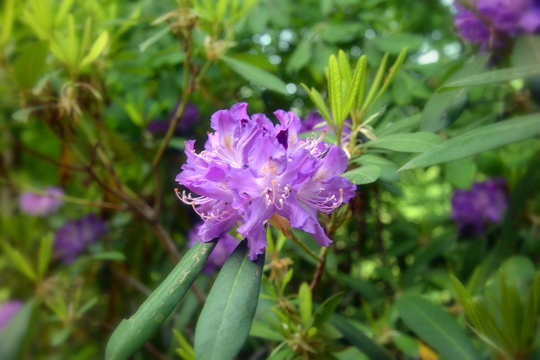 Nikon D600 sample photo. Mountain rose photography