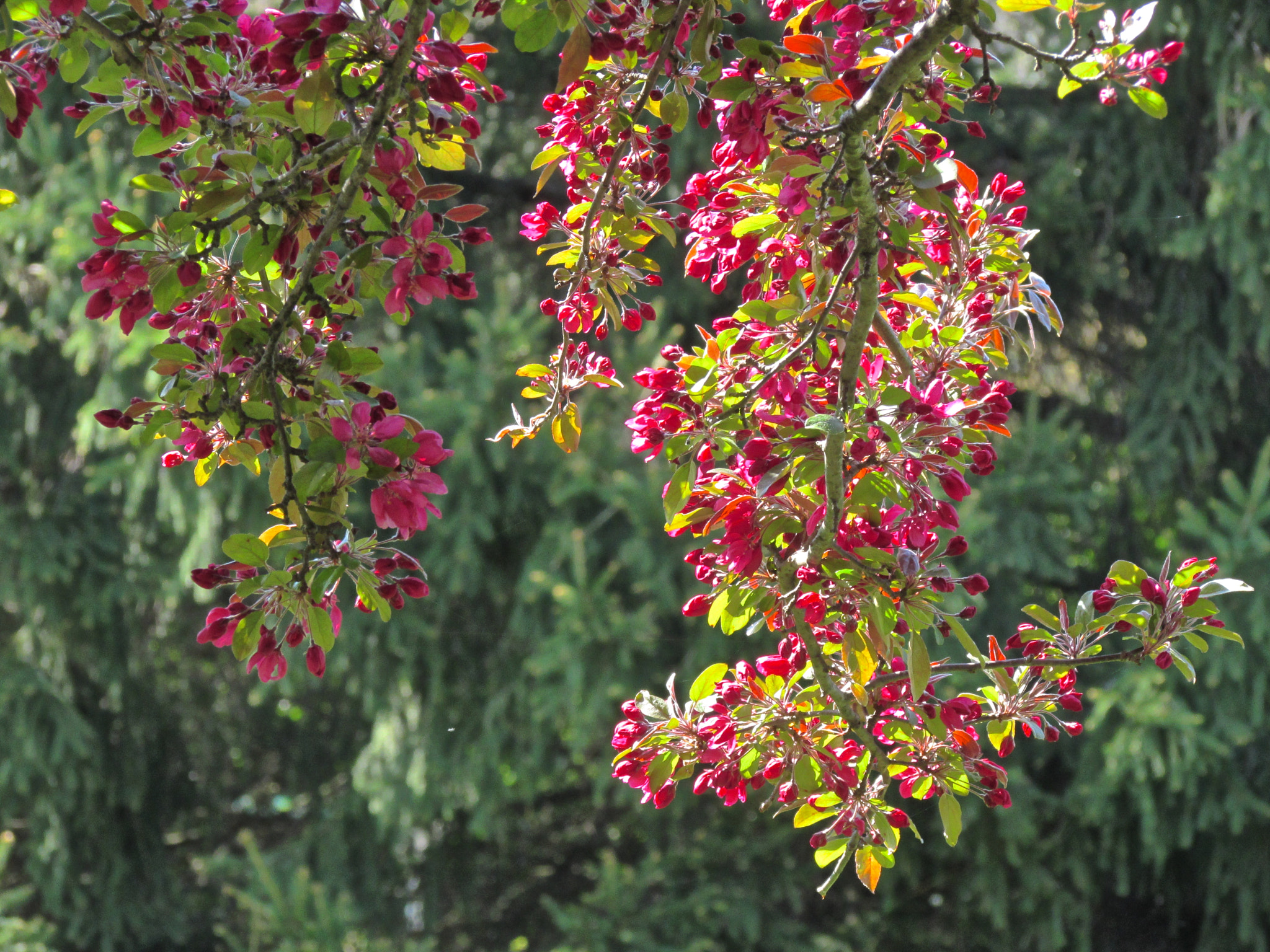 Canon PowerShot SX510 HS sample photo. Crabapple blossoms photography