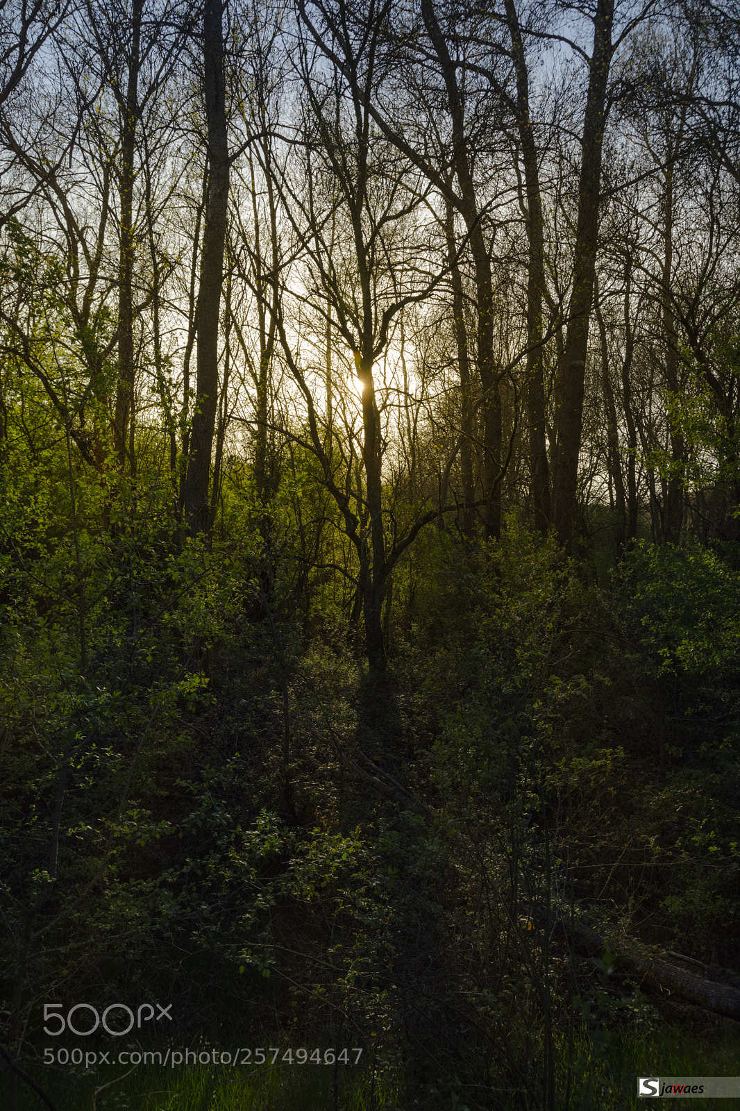 Nikon D7200 sample photo. Light through the trees photography