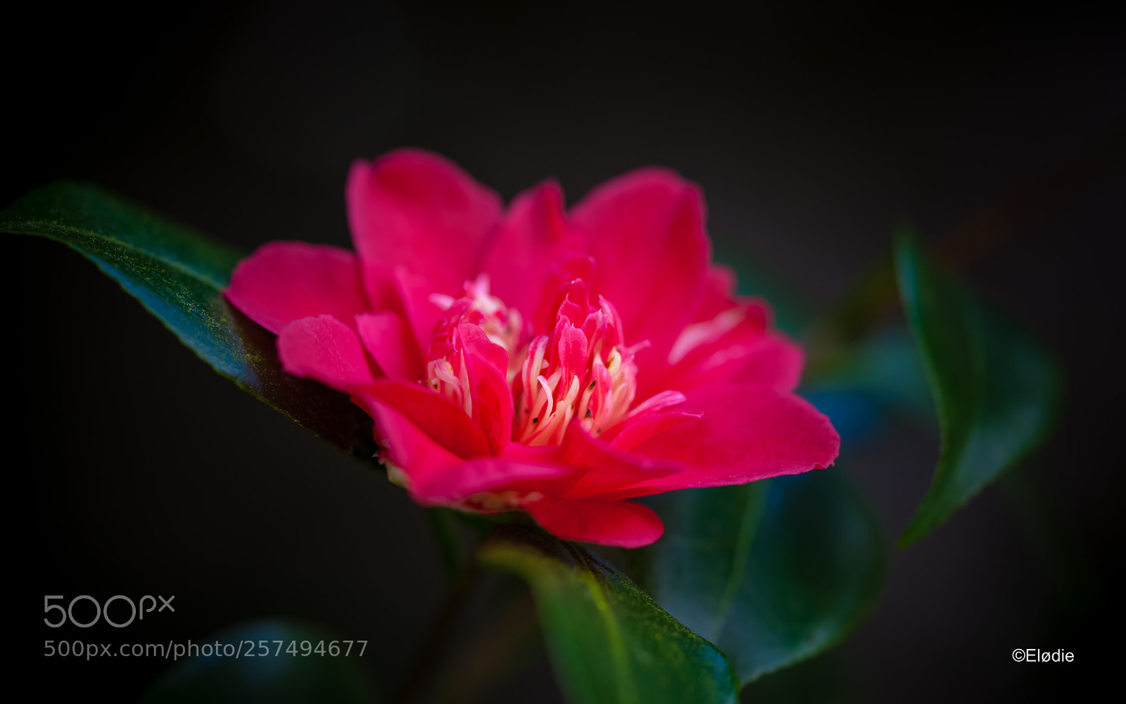 Canon EOS 5D Mark II sample photo. Camelia photography