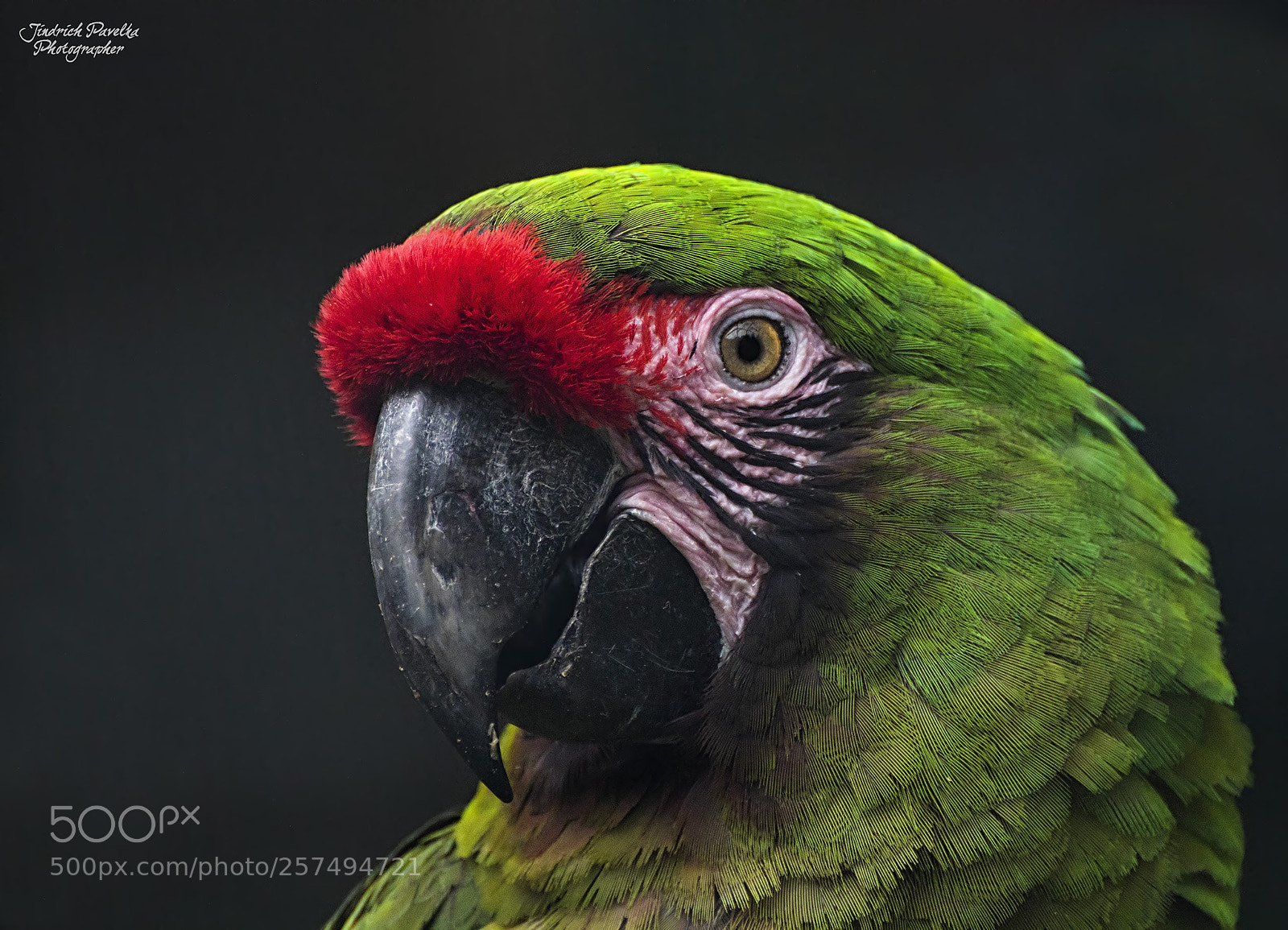 Canon EOS 100D (EOS Rebel SL1 / EOS Kiss X7) sample photo. Military macaw / ara militaris photography