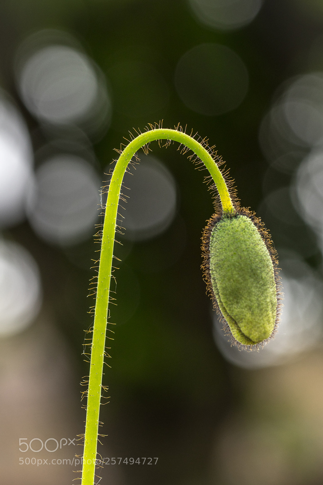 Canon EOS 77D (EOS 9000D / EOS 770D) sample photo. Down where i am photography