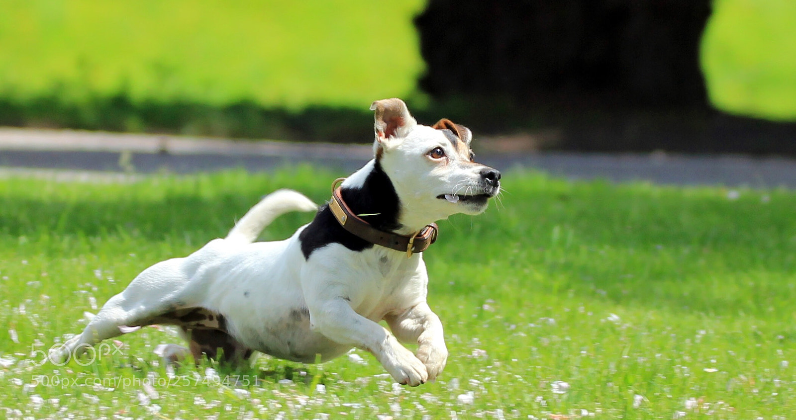 Canon EOS 550D (EOS Rebel T2i / EOS Kiss X4) sample photo. Catch the ball photography