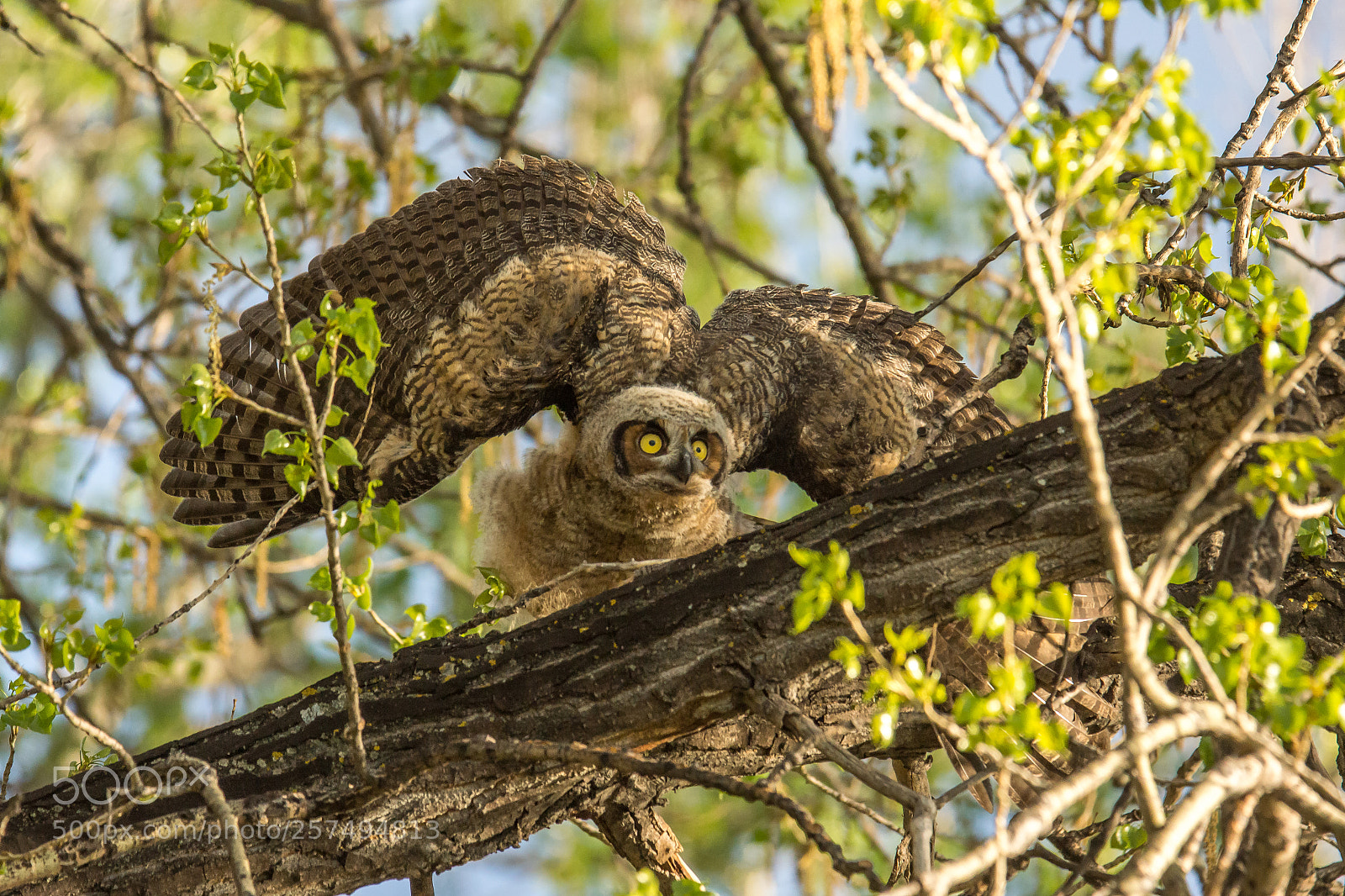 Sony SLT-A77 sample photo. Baby great horned owl photography