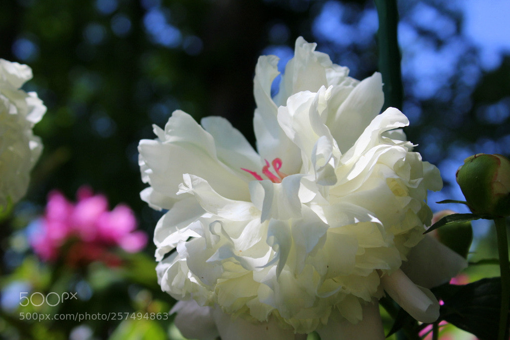 Canon EOS 1200D (EOS Rebel T5 / EOS Kiss X70 / EOS Hi) sample photo. Petals photography