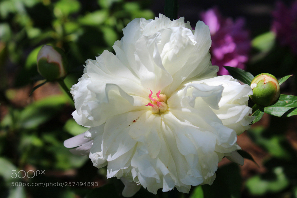 Canon EOS 1200D (EOS Rebel T5 / EOS Kiss X70 / EOS Hi) sample photo. Peonies photography