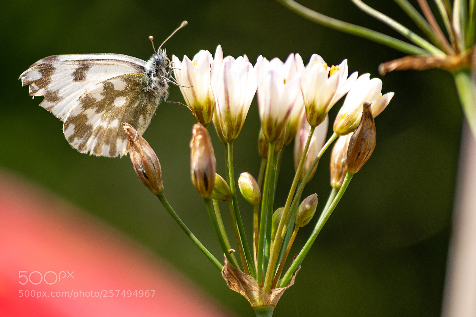 Nikon D750 sample photo. Spring photography