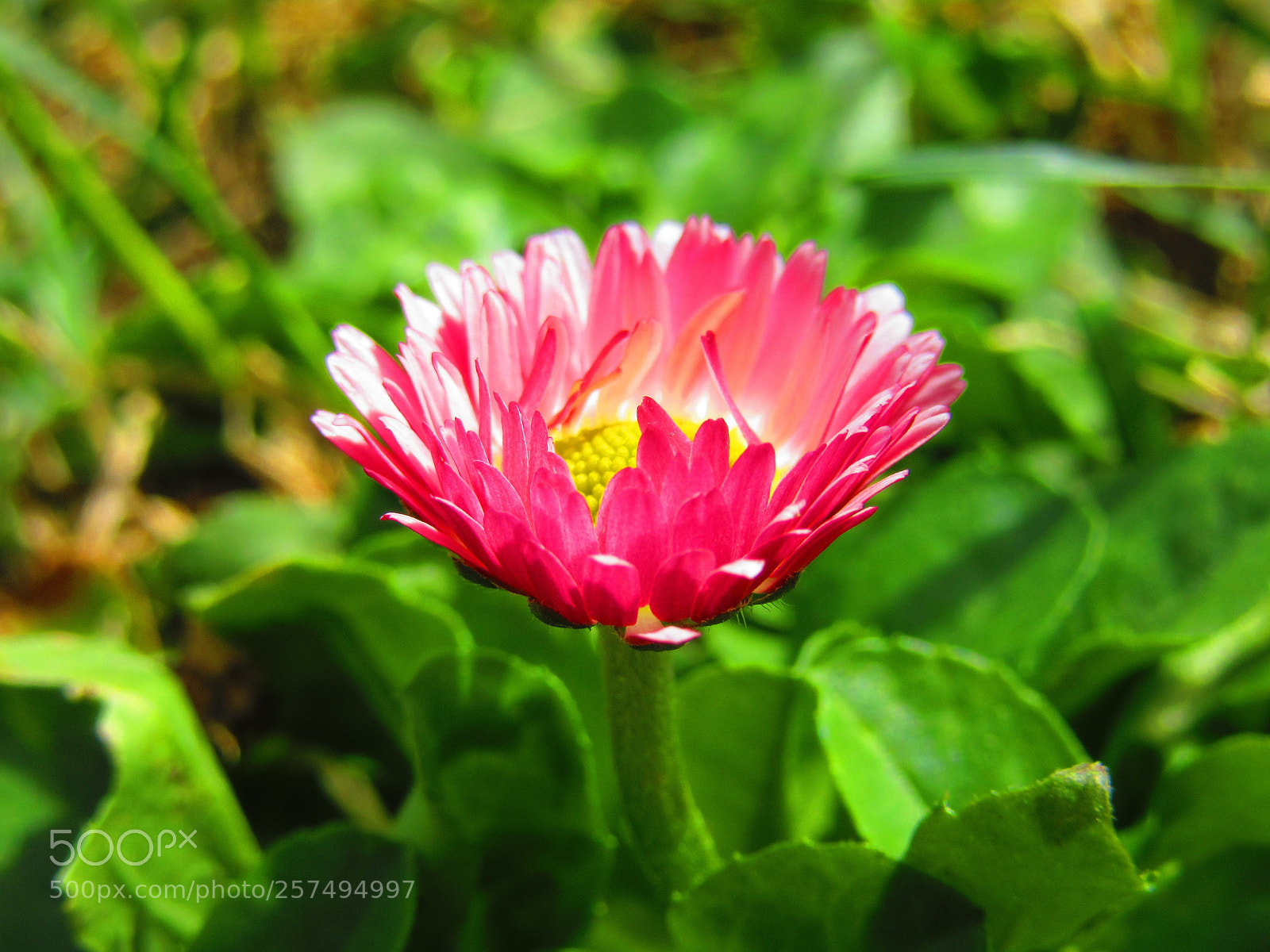 Canon PowerShot SX610 HS sample photo. Pink daisy macro photography