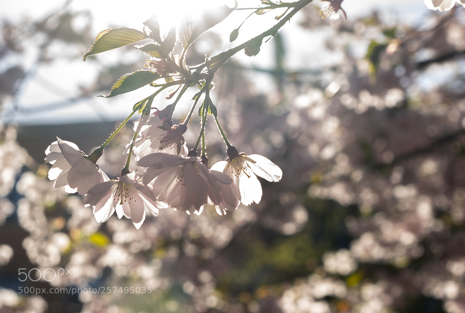 Sony a7 sample photo. Untitled photography