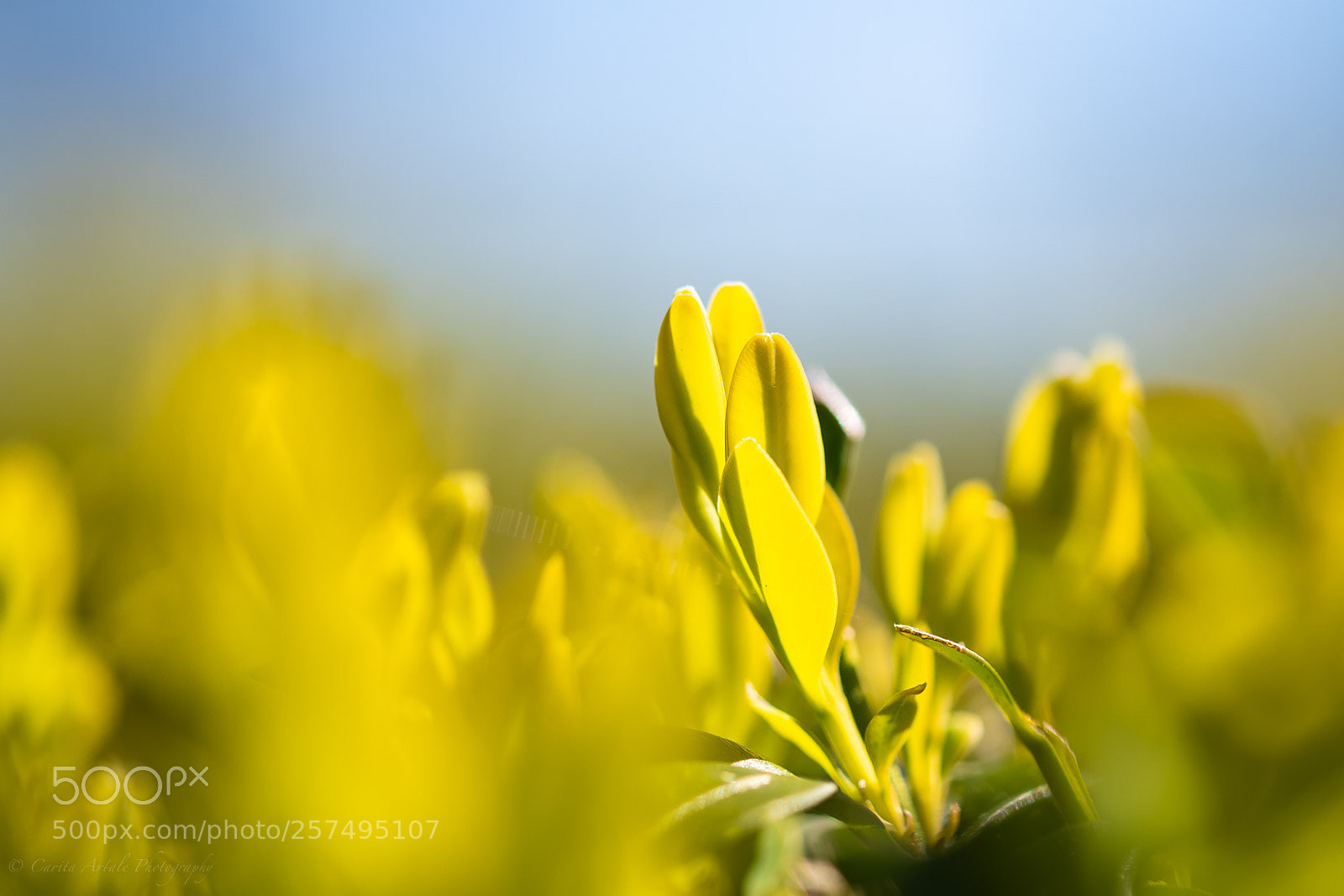 Nikon D500 sample photo. Spring adds new life photography