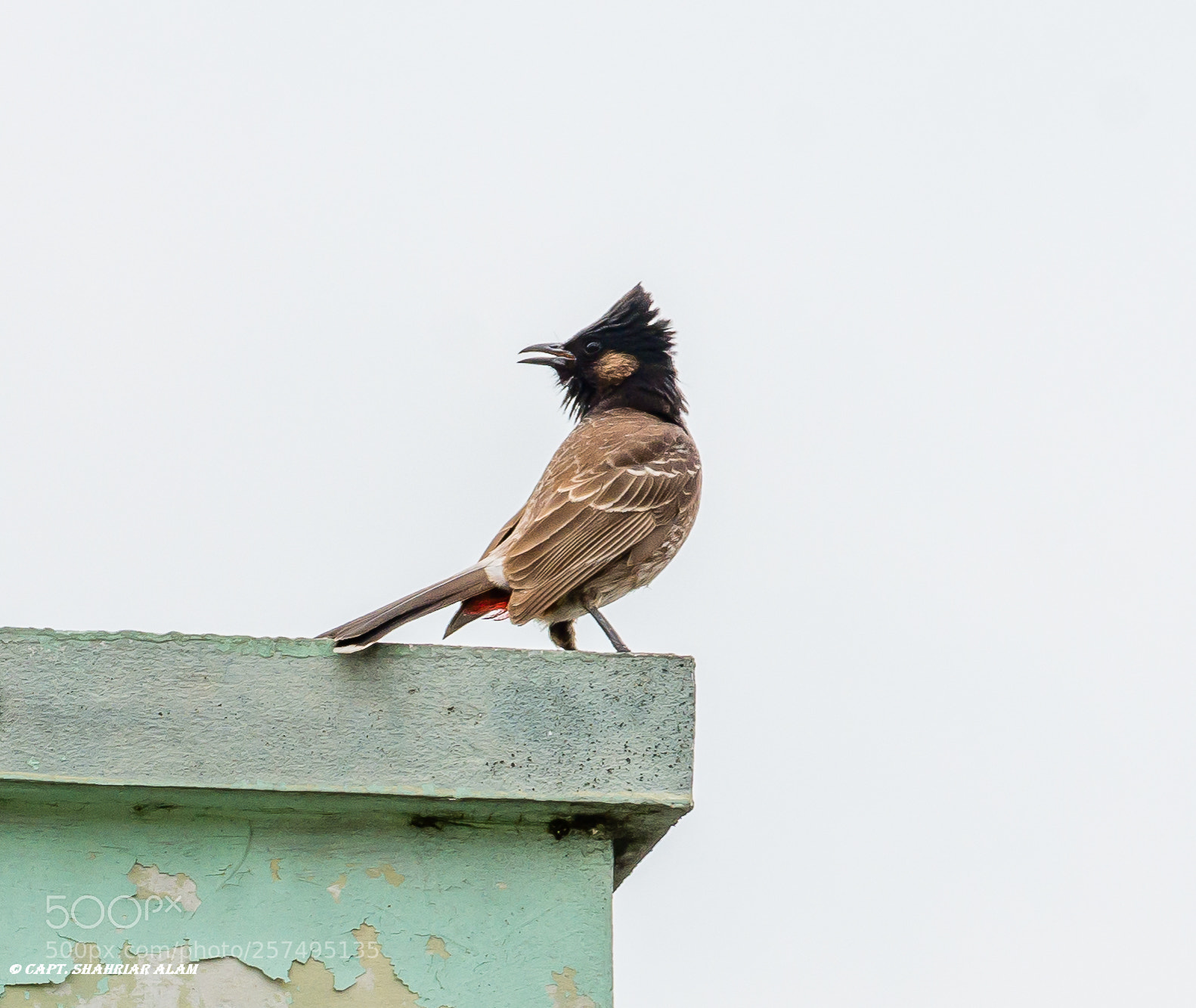Nikon D7200 sample photo. Red vented bulbul photography