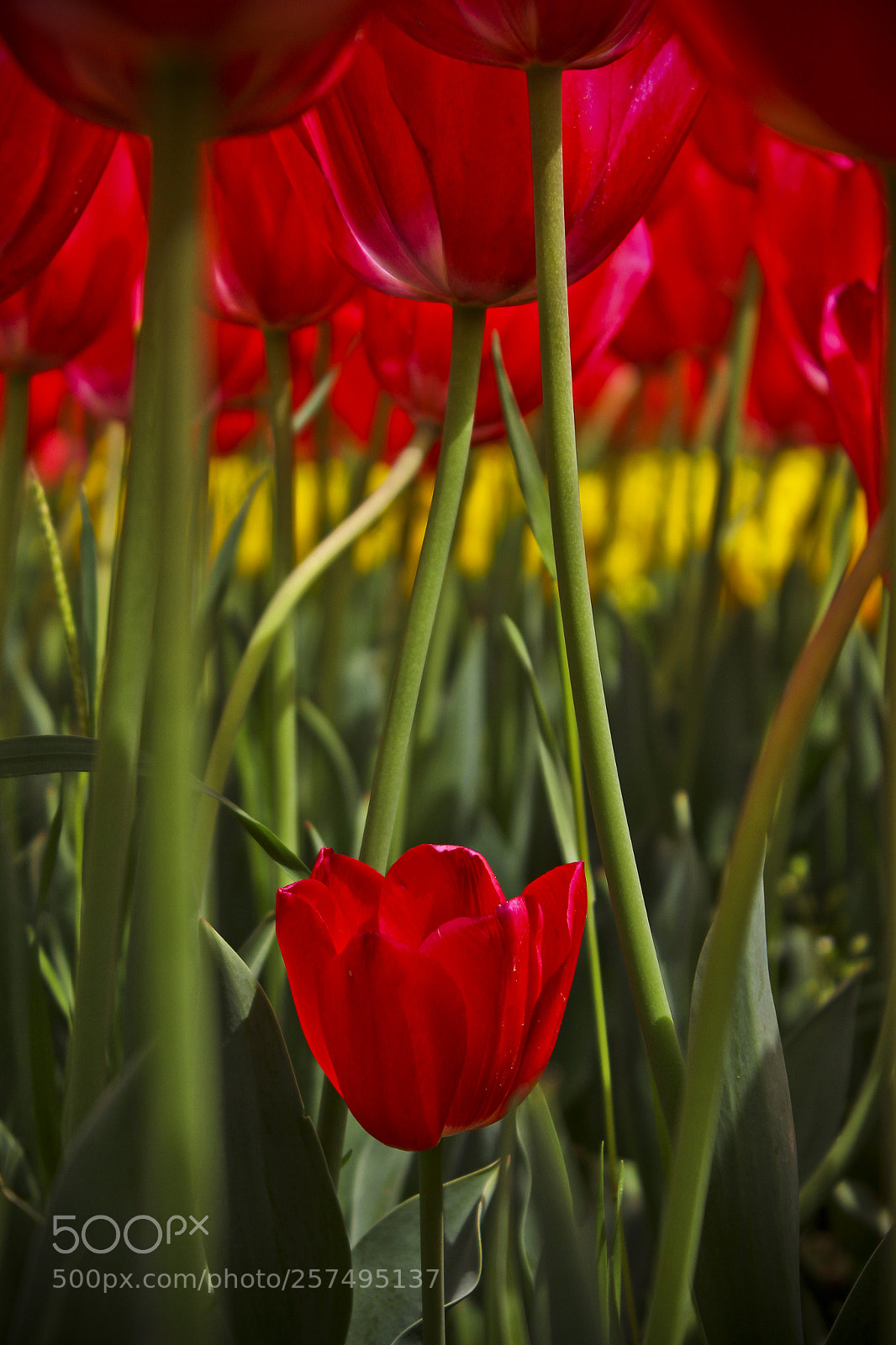 Canon EOS 550D (EOS Rebel T2i / EOS Kiss X4) sample photo. Tulip alone photography
