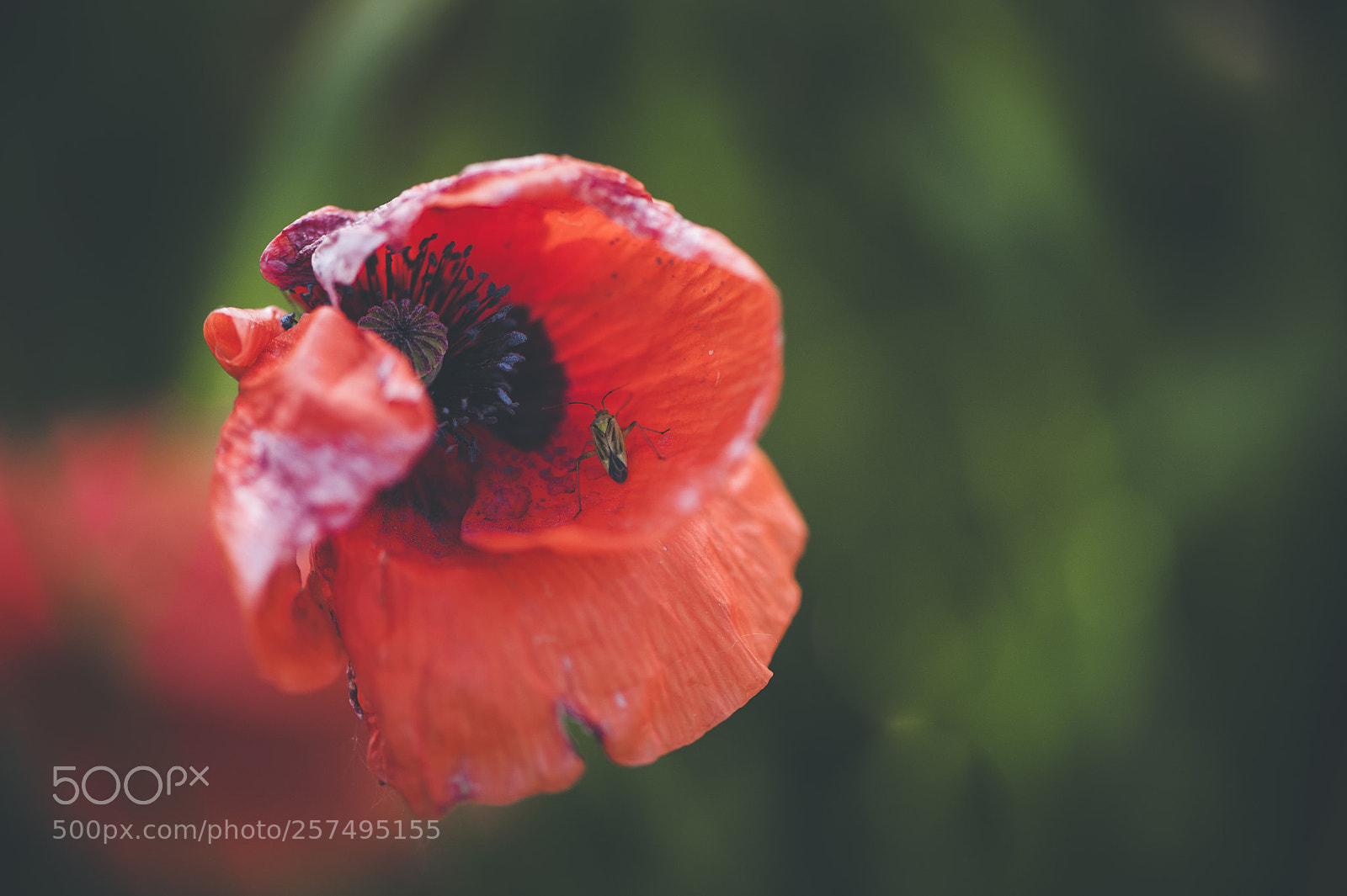 Nikon D700 sample photo. Poppies blooming photography