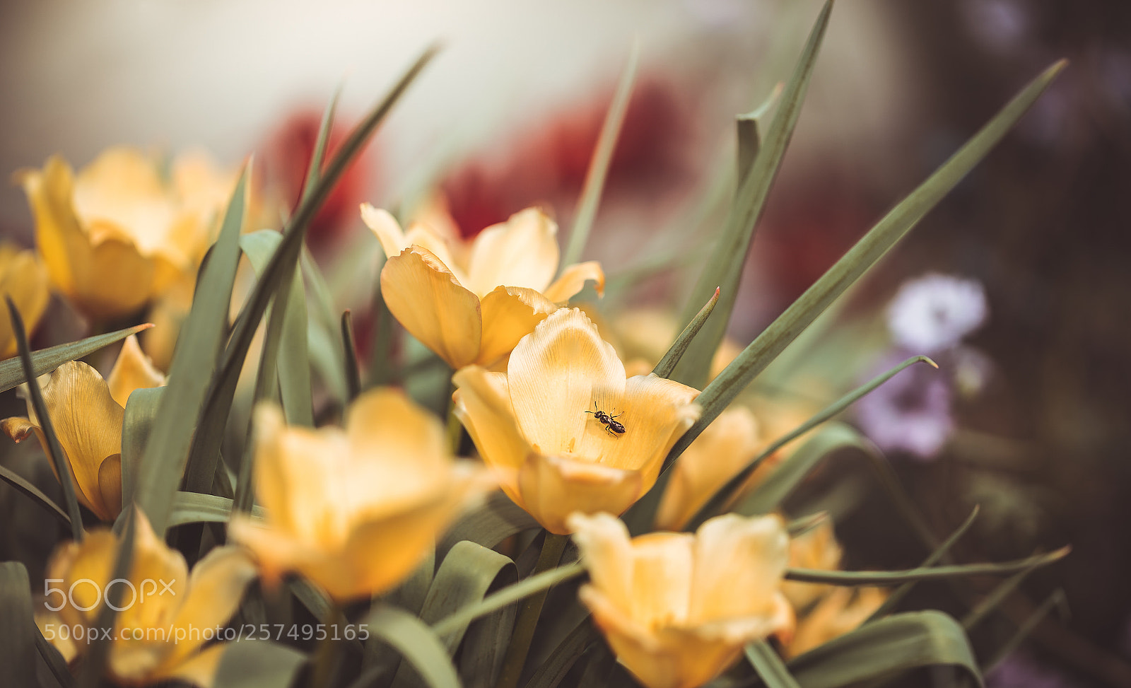 Canon EOS 5DS R sample photo. Delusion photography