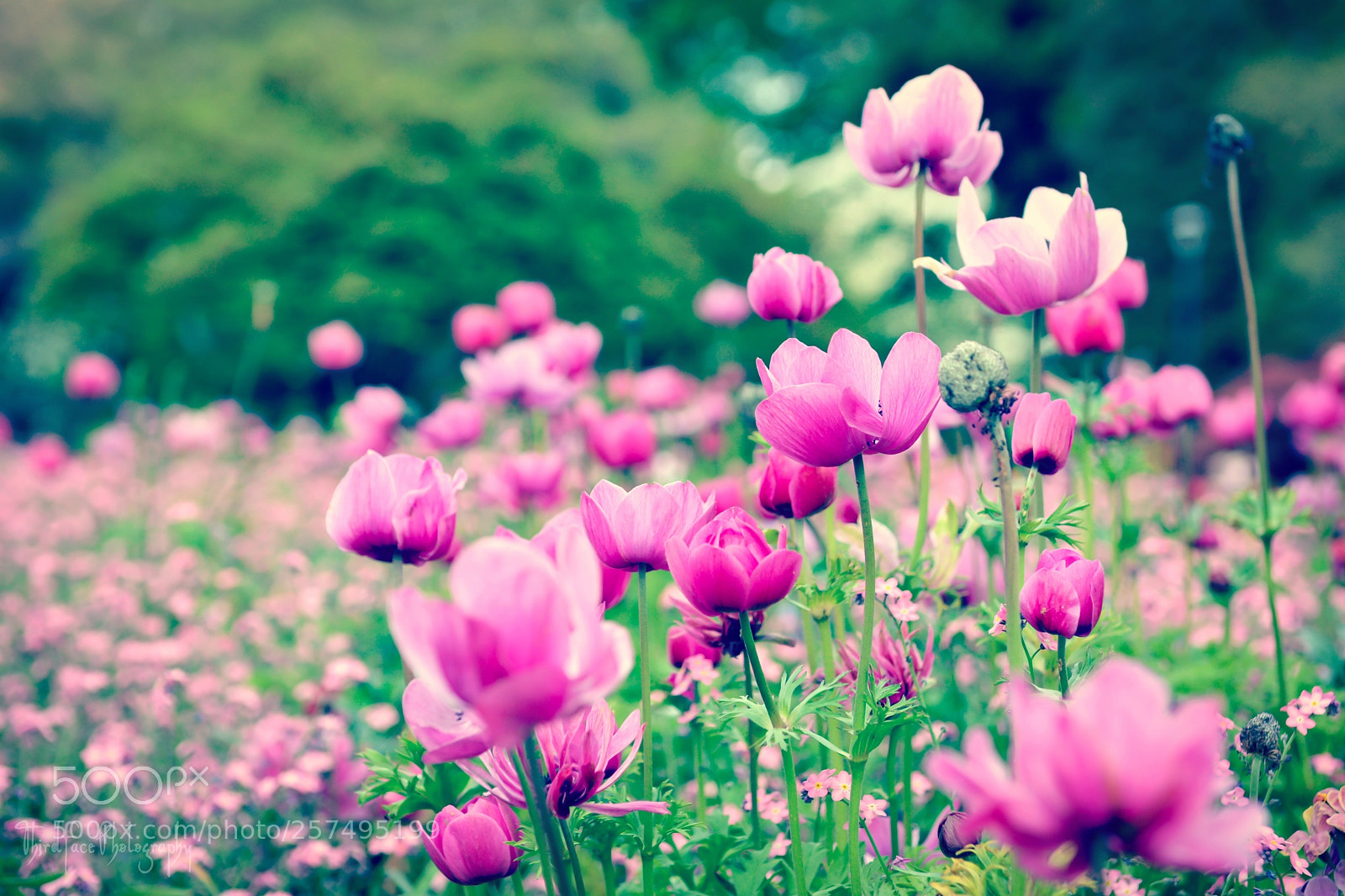 Nikon D7100 sample photo. Pink bliss photography