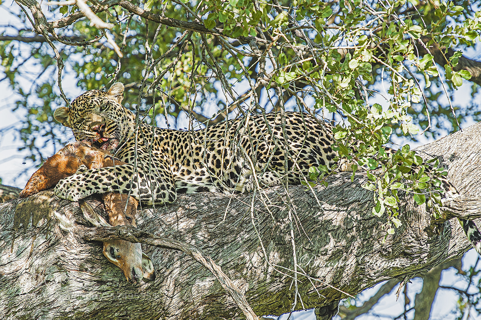 Nikon D3 sample photo. Leopards meal photography