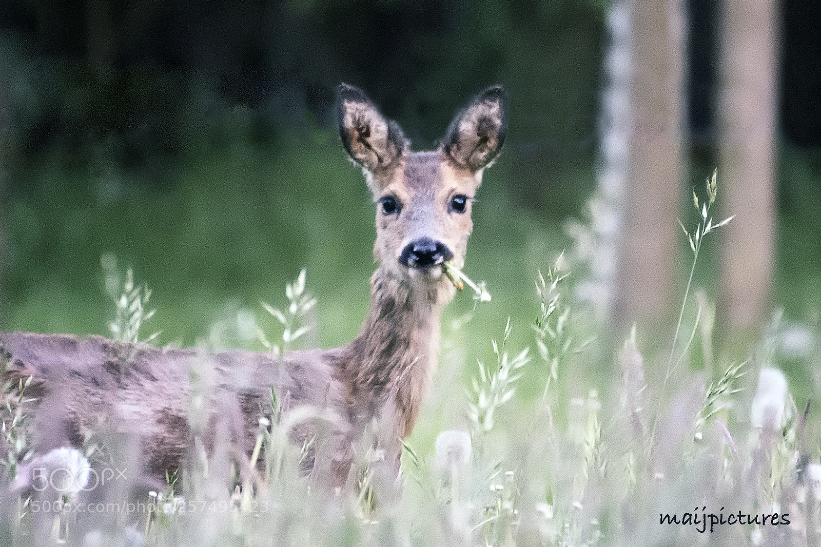 Nikon D750 sample photo. Deer photography