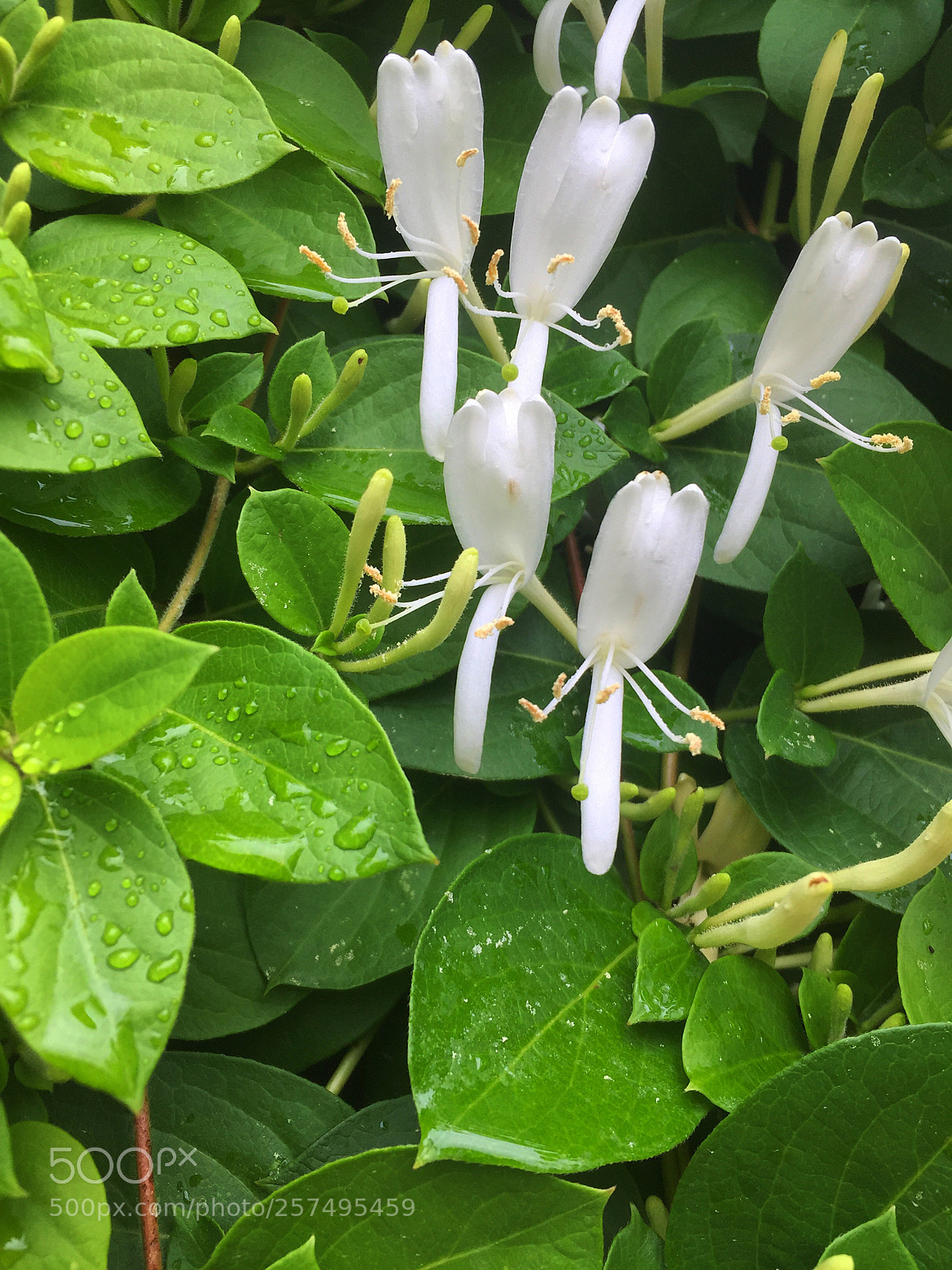 Apple iPhone 6 sample photo. Honeysuckle flower photography