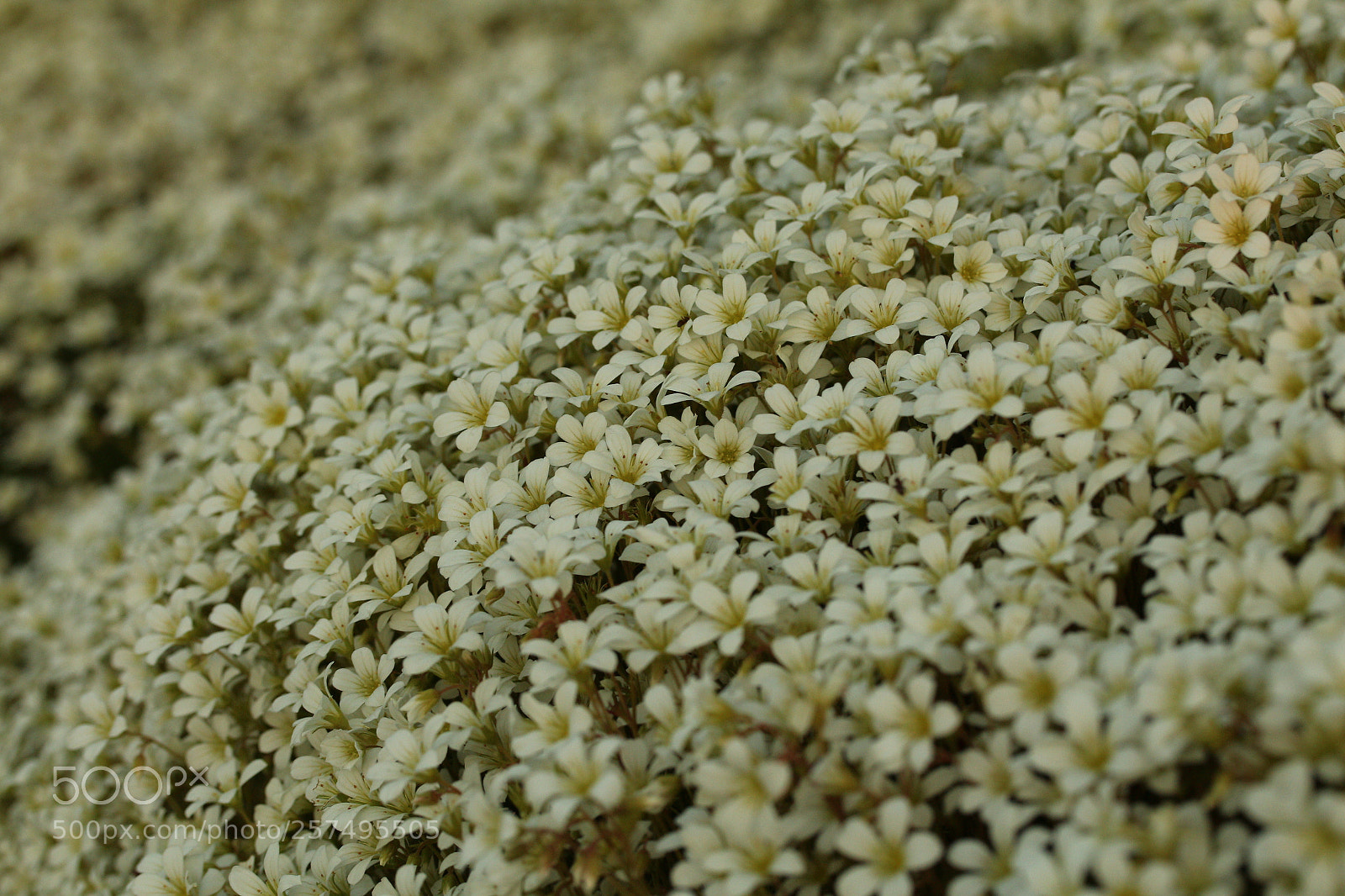 Canon EF-S 60mm F2.8 Macro USM sample photo. Flowercarpet01 photography