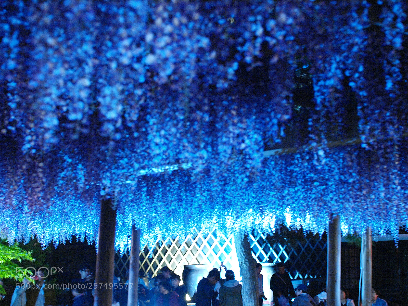 Olympus E-3 sample photo. Wisteria photography