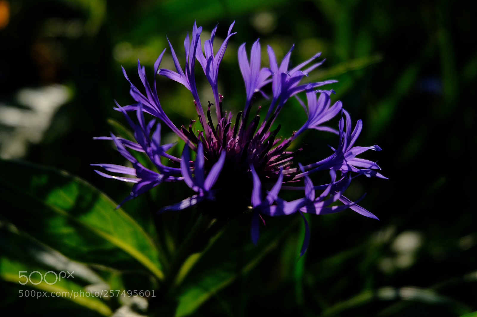 Fujifilm X-T20 sample photo. 2018-05-11-5215.jpg photography