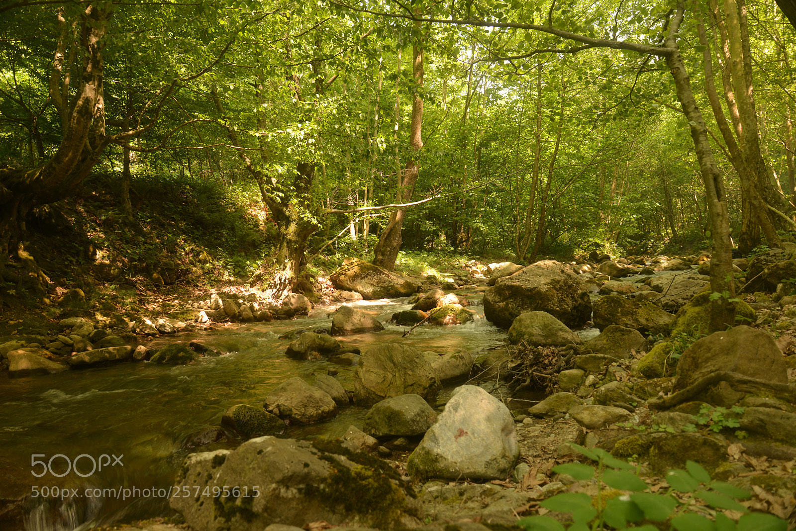 Nikon D600 sample photo. Serindere, kocaeli, turkey photography
