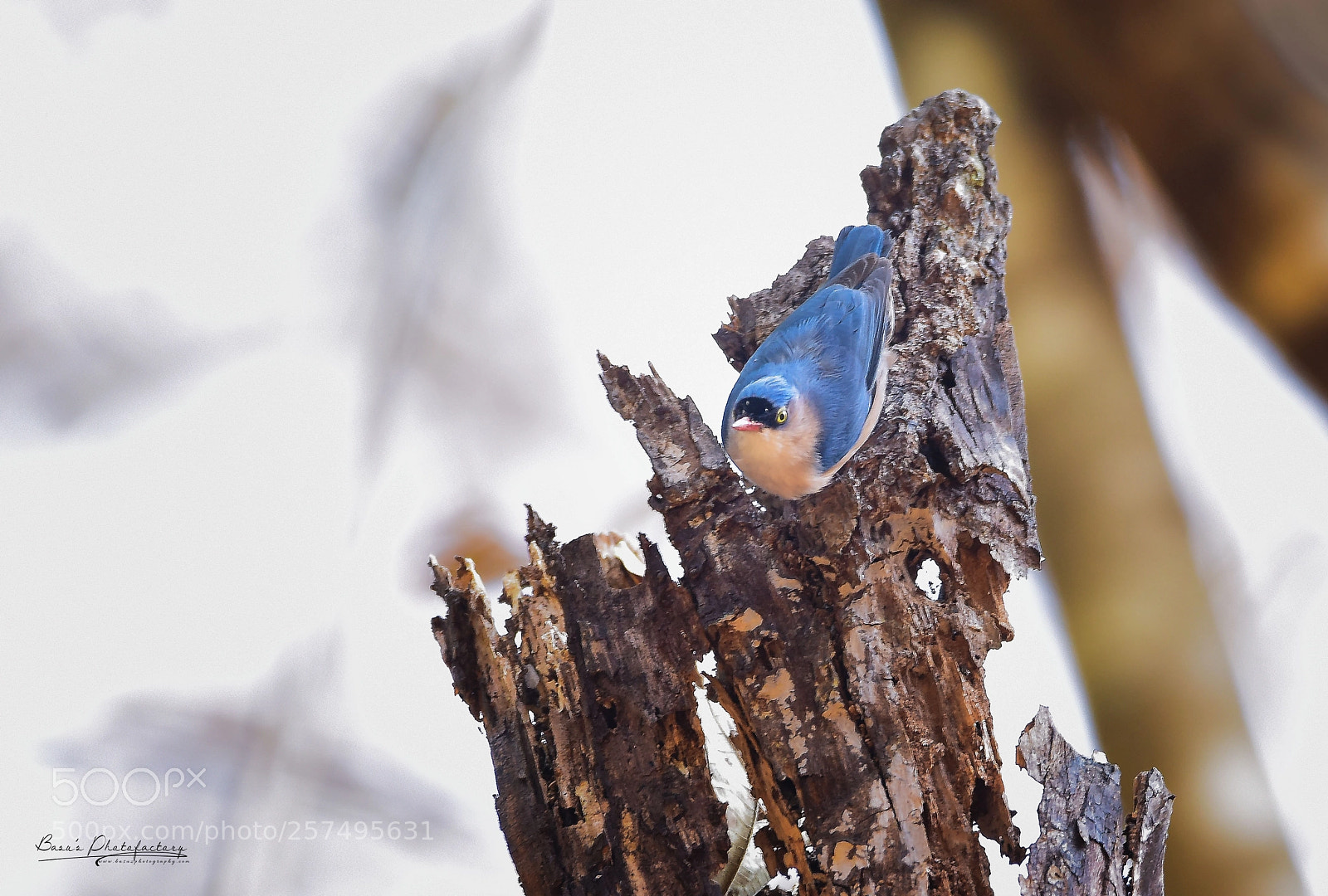 Nikon D810 sample photo. Velvet-fronted nuthatch photography