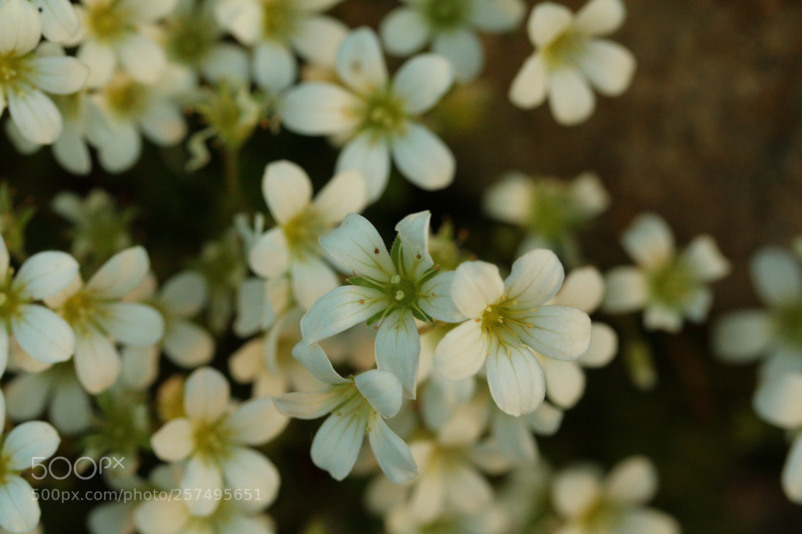 Canon EF-S 60mm F2.8 Macro USM sample photo. Flowercarpet02 photography