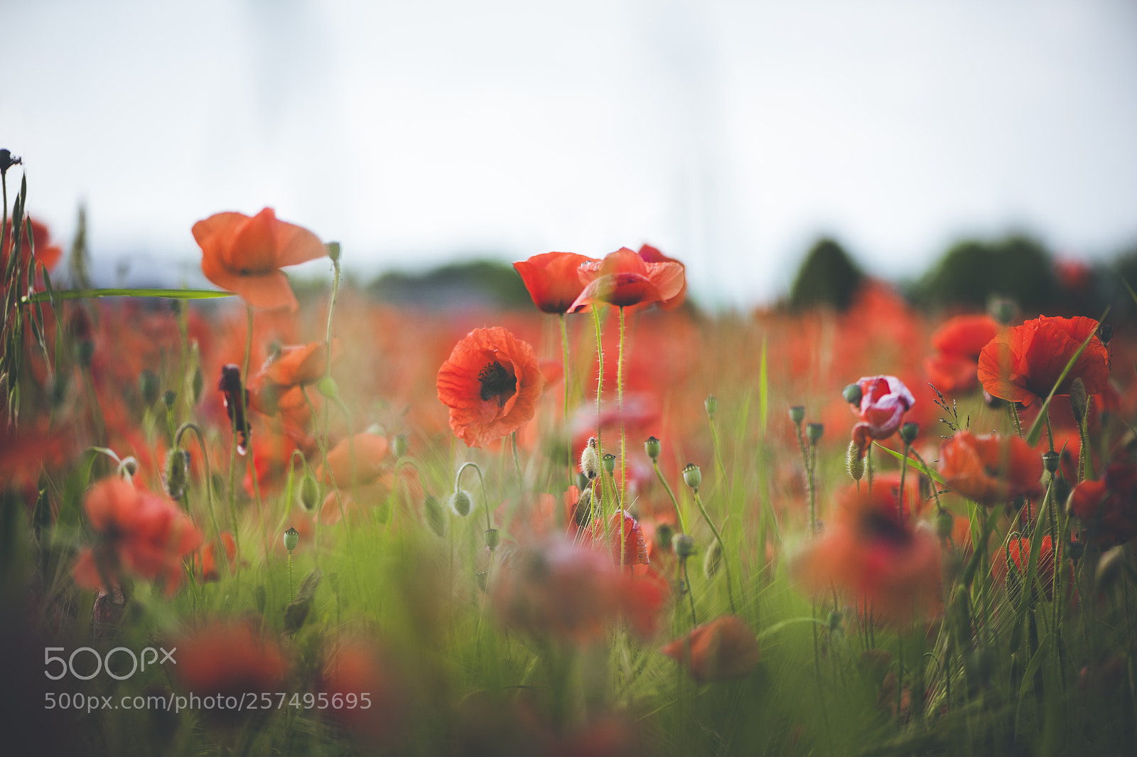 Nikon D700 sample photo. Poppies blooming photography