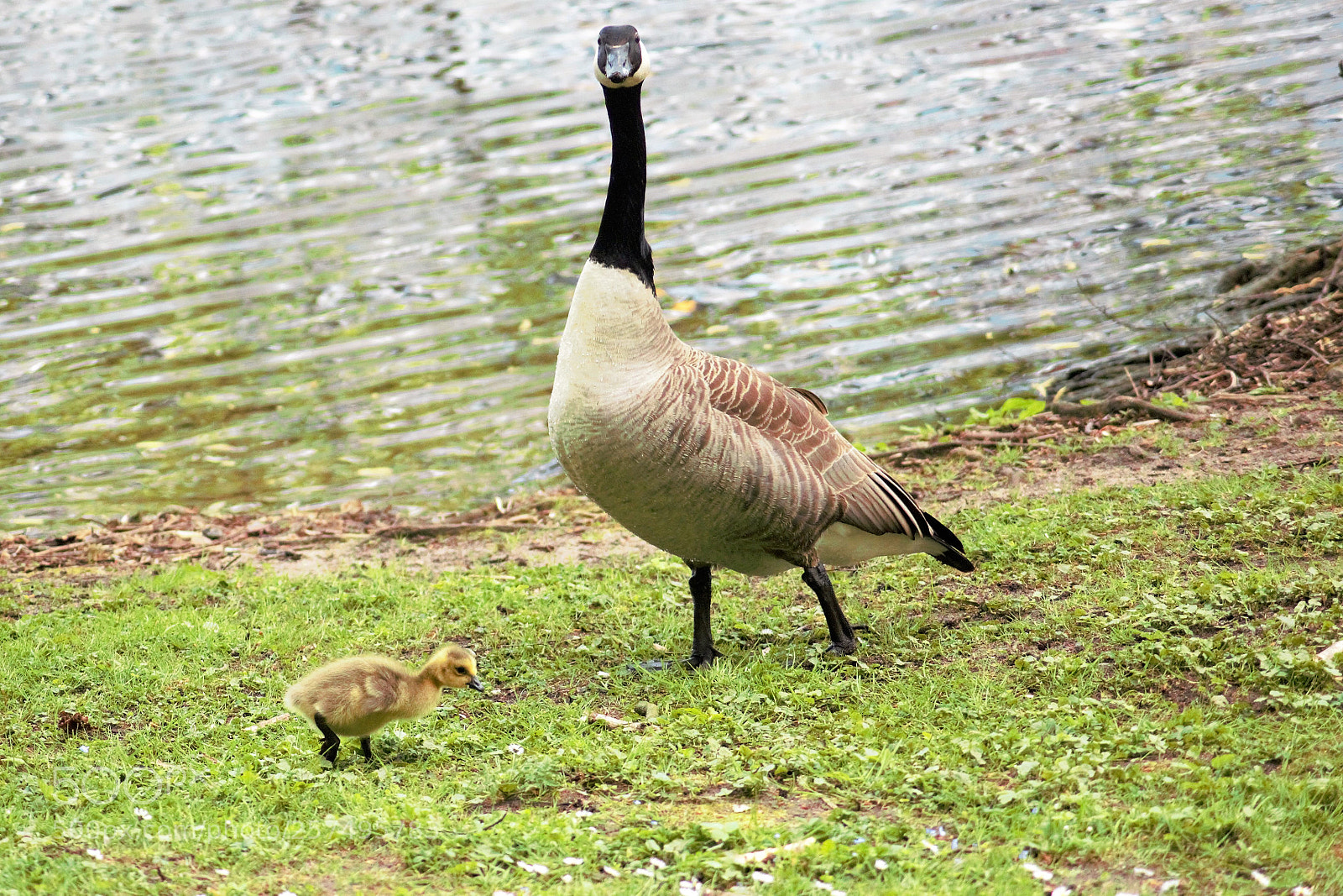 Canon EOS 100D (EOS Rebel SL1 / EOS Kiss X7) sample photo. A proud mother photography