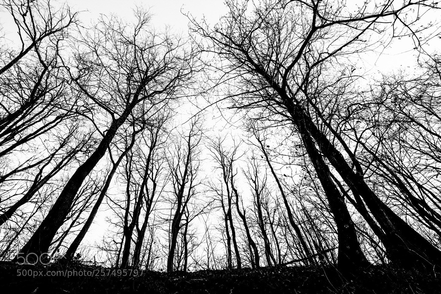 Canon EOS 5D Mark II sample photo. Blackshape photography