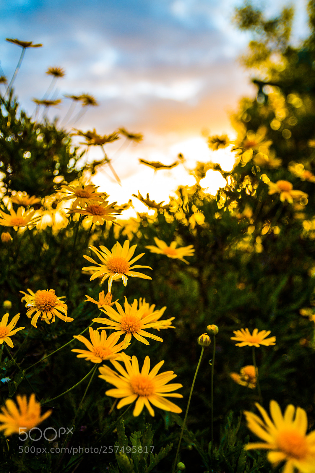 Canon EOS 1100D (EOS Rebel T3 / EOS Kiss X50) sample photo. Flower sunset photography