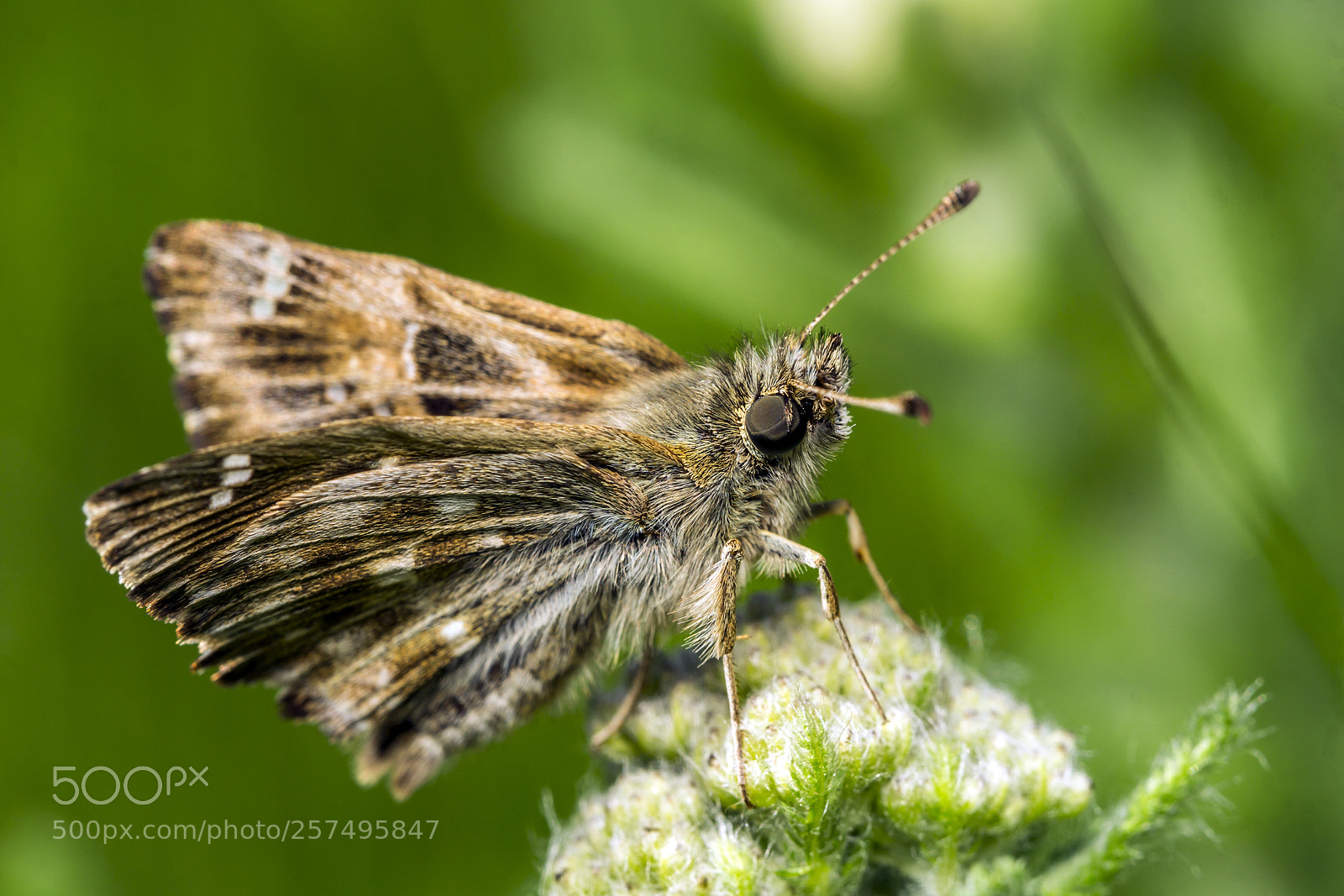 Sony a6000 sample photo. Butterfly 32 photography