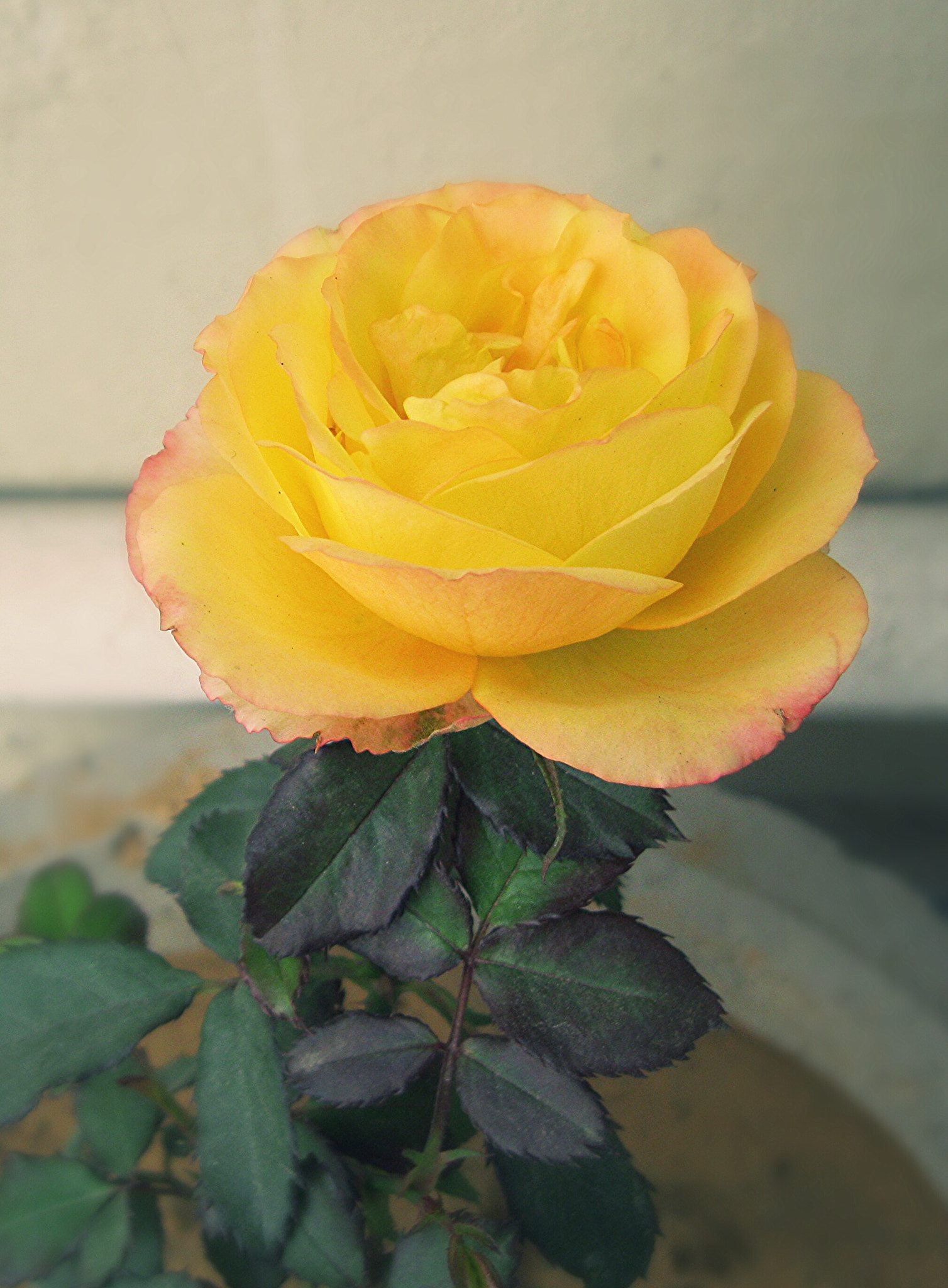 Canon PowerShot A3100 IS sample photo. Yellow rose photography