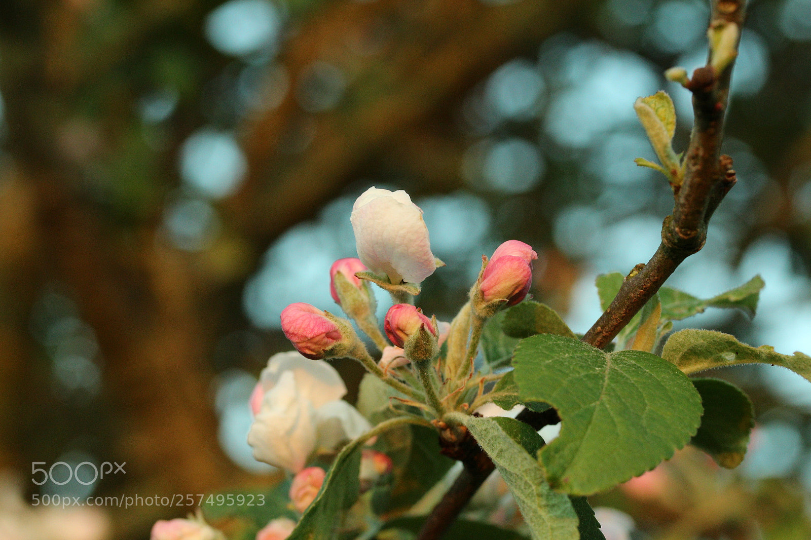 Canon EF-S 60mm F2.8 Macro USM sample photo. Appletree in bloom photography