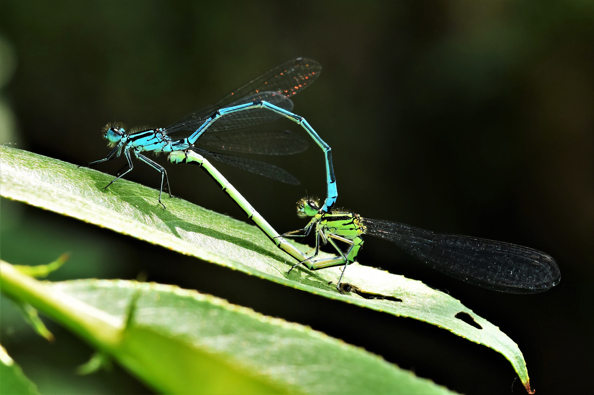 Sigma 105mm F2.8 EX DG OS HSM sample photo. All we need is love! photography