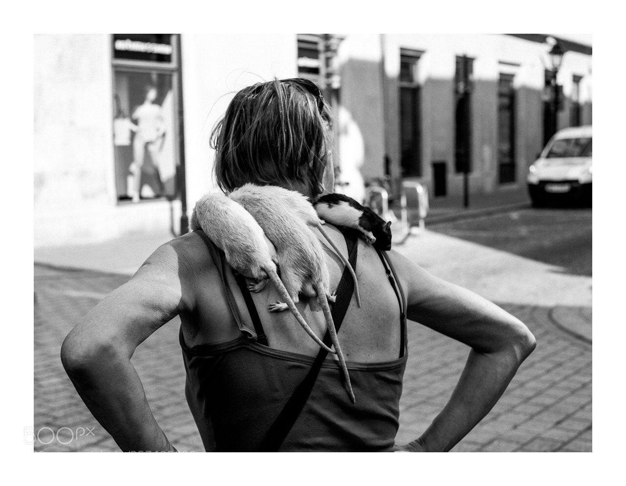Fujifilm X-M1 sample photo. Breslau rats  photography