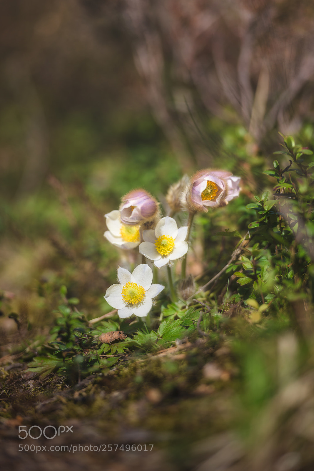 Nikon D810 sample photo. Pulsatilla vernalis photography