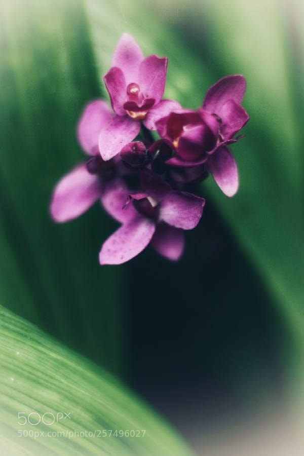 Canon EOS 1200D (EOS Rebel T5 / EOS Kiss X70 / EOS Hi) sample photo. Untitled photography
