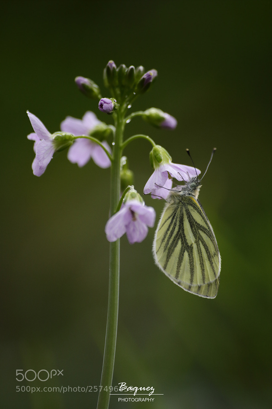 Canon EOS 6D sample photo. Subtle caress / caricia sutil photography