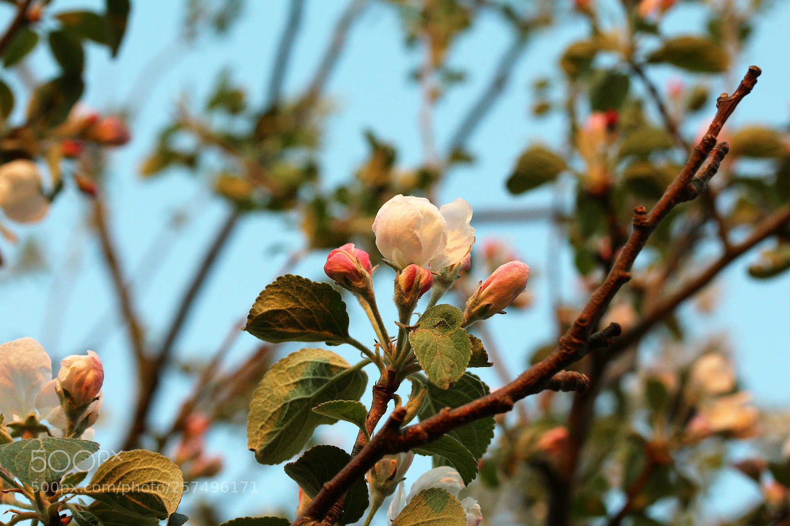 Canon EOS 700D (EOS Rebel T5i / EOS Kiss X7i) sample photo. Apple tree in bloom 01 photography