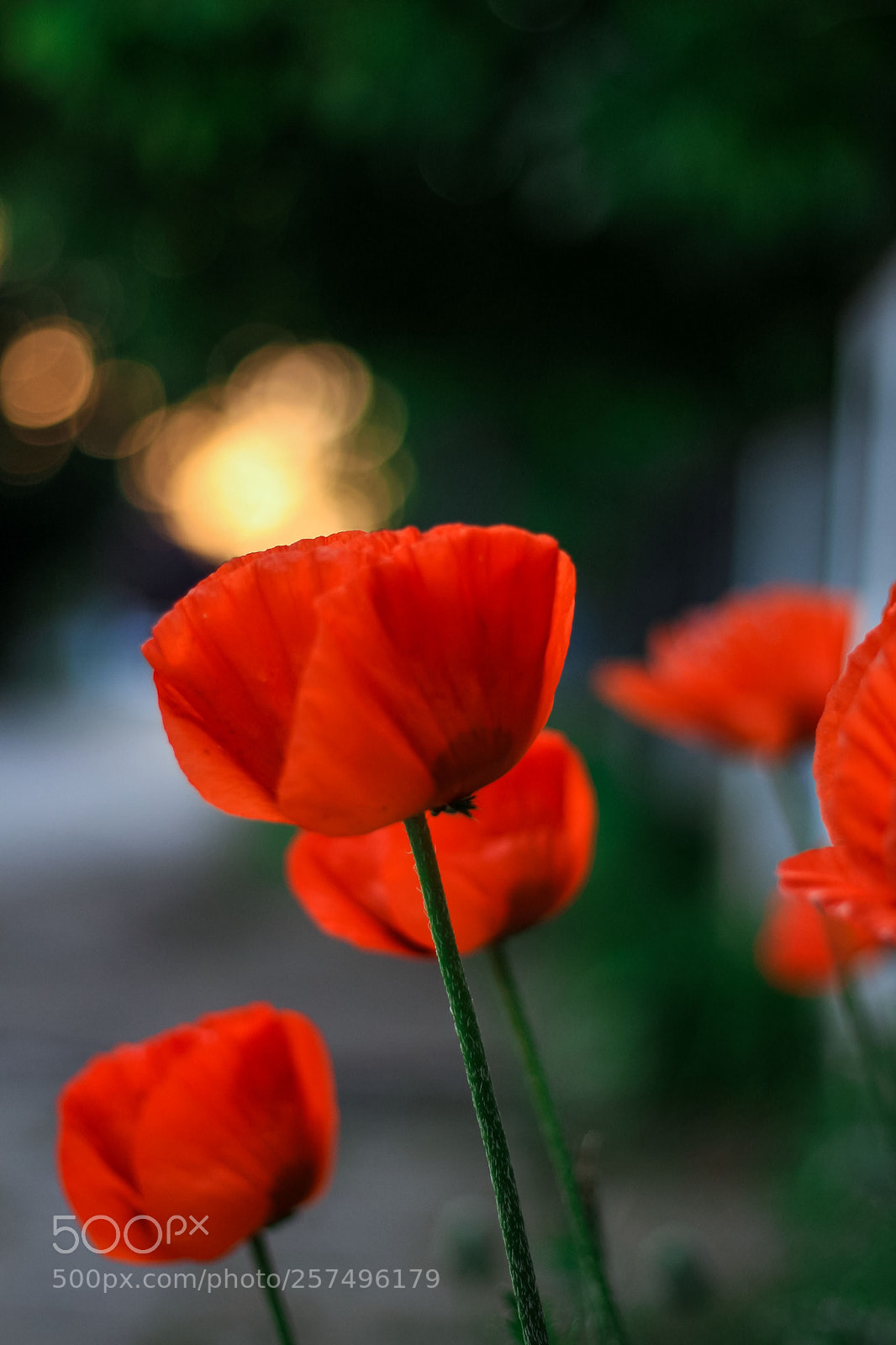 Canon EOS 700D (EOS Rebel T5i / EOS Kiss X7i) sample photo. Poppy photography