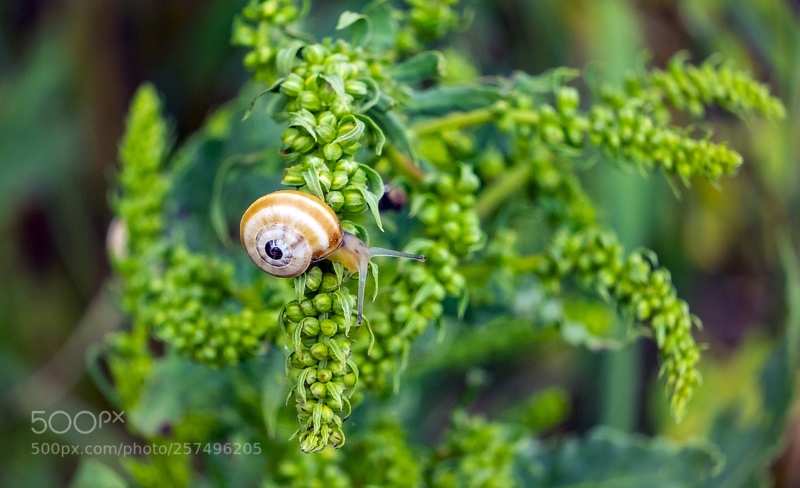 Olympus OM-D E-M1 sample photo. Caracol photography