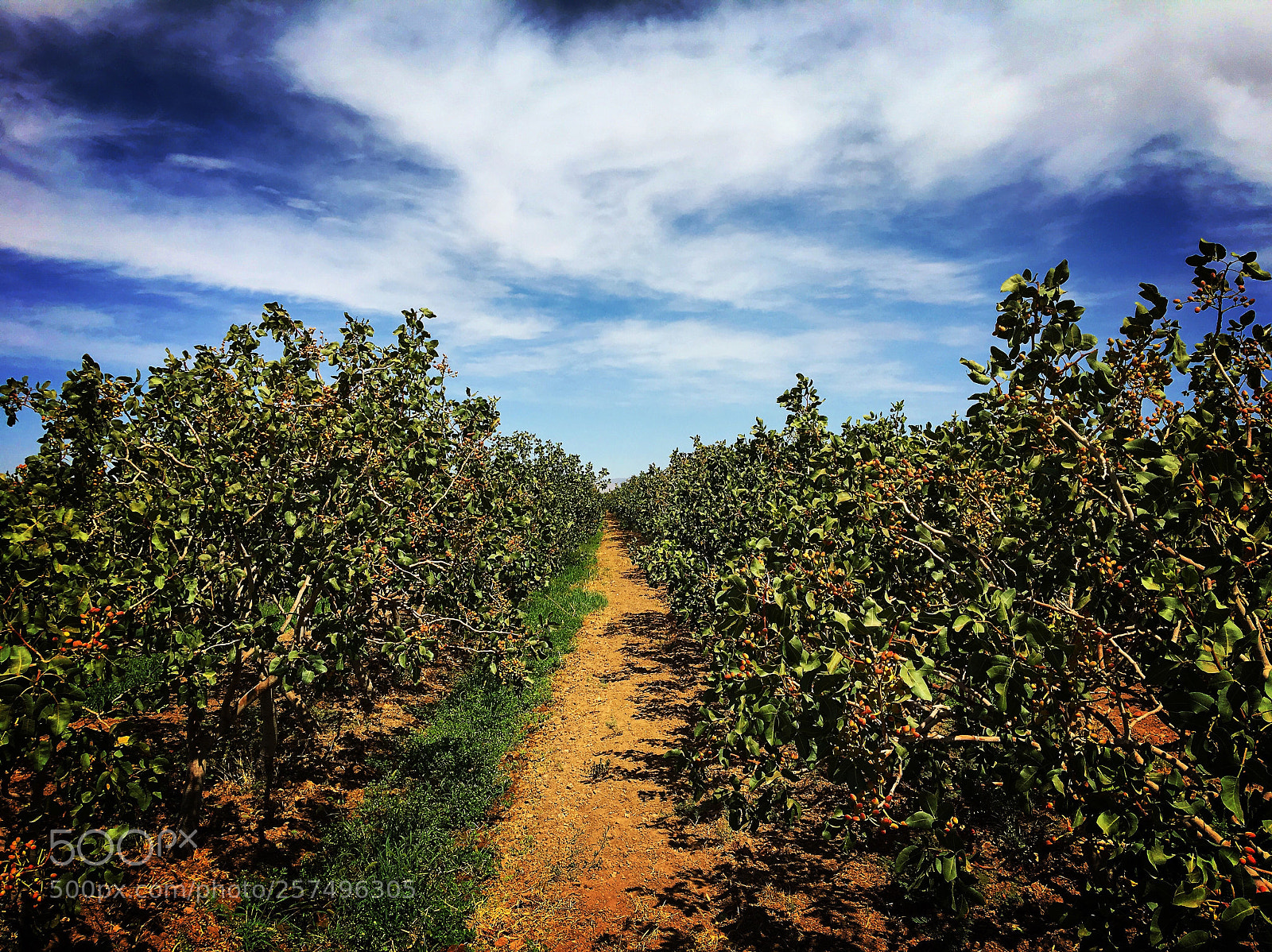 Apple iPhone 6s sample photo. Pistachios  photography