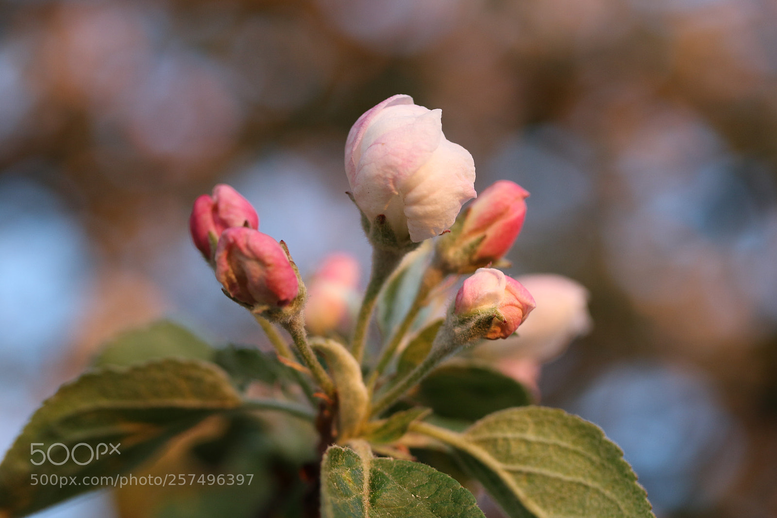 Canon EOS 700D (EOS Rebel T5i / EOS Kiss X7i) sample photo. Apple tree in bloom 02 photography