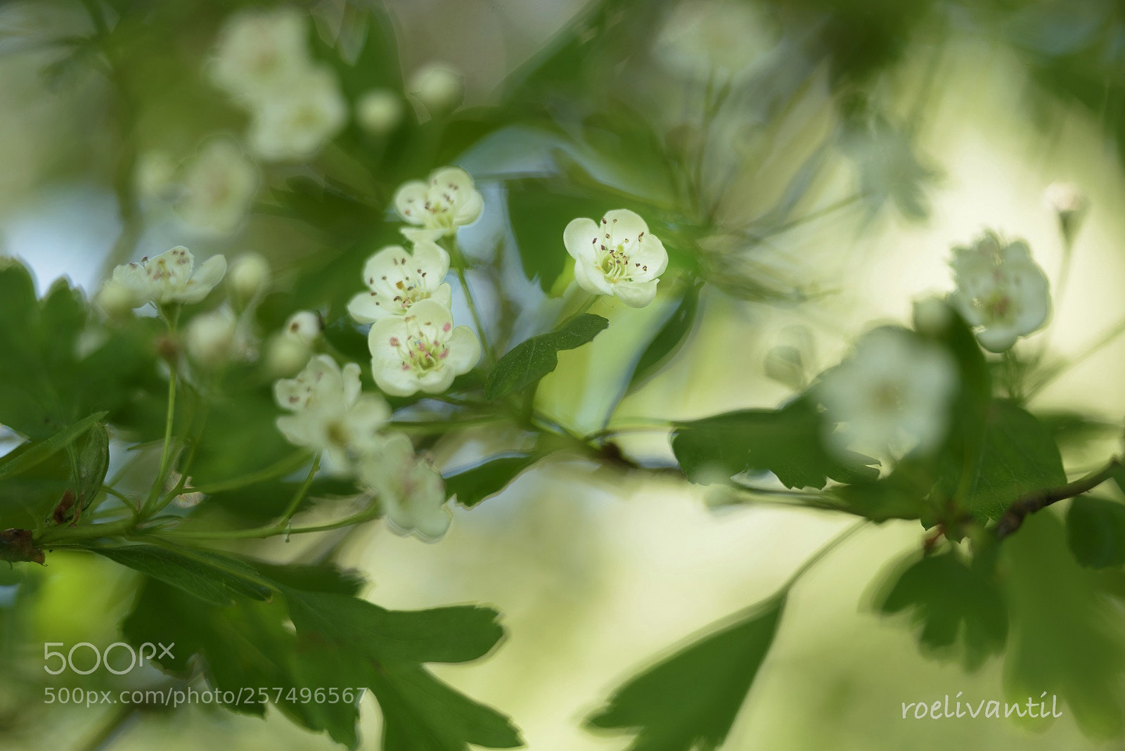 Nikon D750 sample photo. May-tree is blooming photography